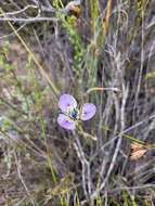 Image of Moraea caeca Barnard ex Goldblatt