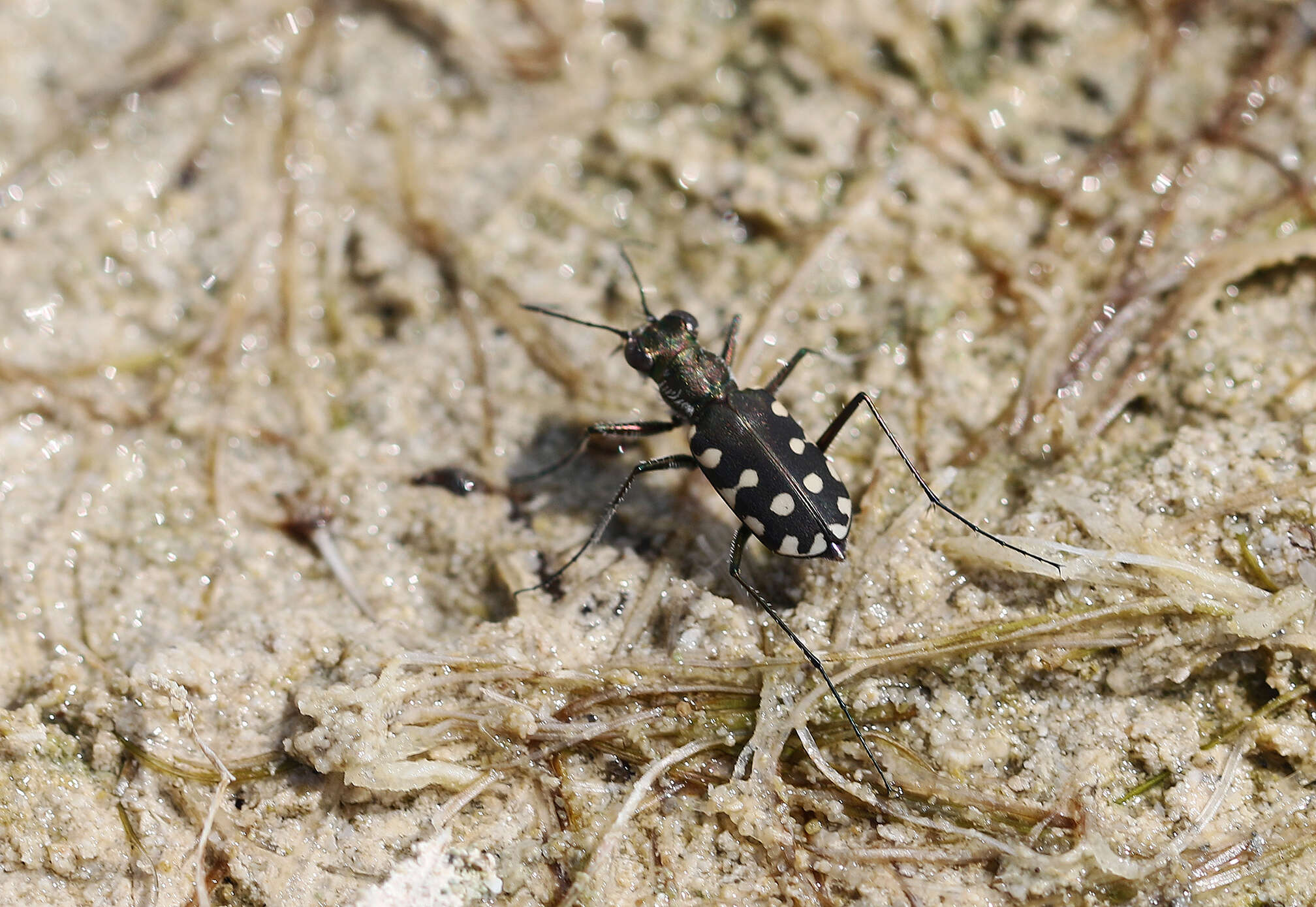 Image of Cicindela (Calomera) aulica Dejean 1831