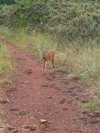 Image of Odocoileus virginianus gymnotis (Wiegmann 1833)