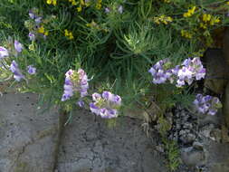 Plancia ëd Linaria capraria Moris & De Not.