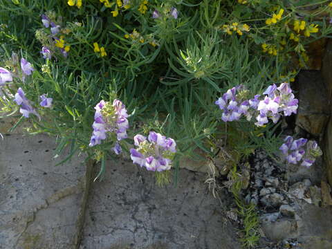 Image of Linaria capraria Moris & De Not.