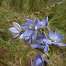 Image of Thelymitra media R. Br.