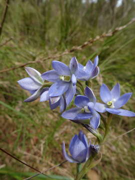 Image of Thelymitra media R. Br.