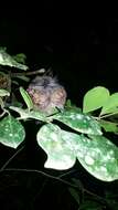 Image of Collared Nightjar