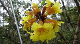 Image of Yellow trumpet tree