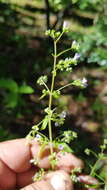 Mesosphaerum urticoides (Kunth) Kuntze的圖片