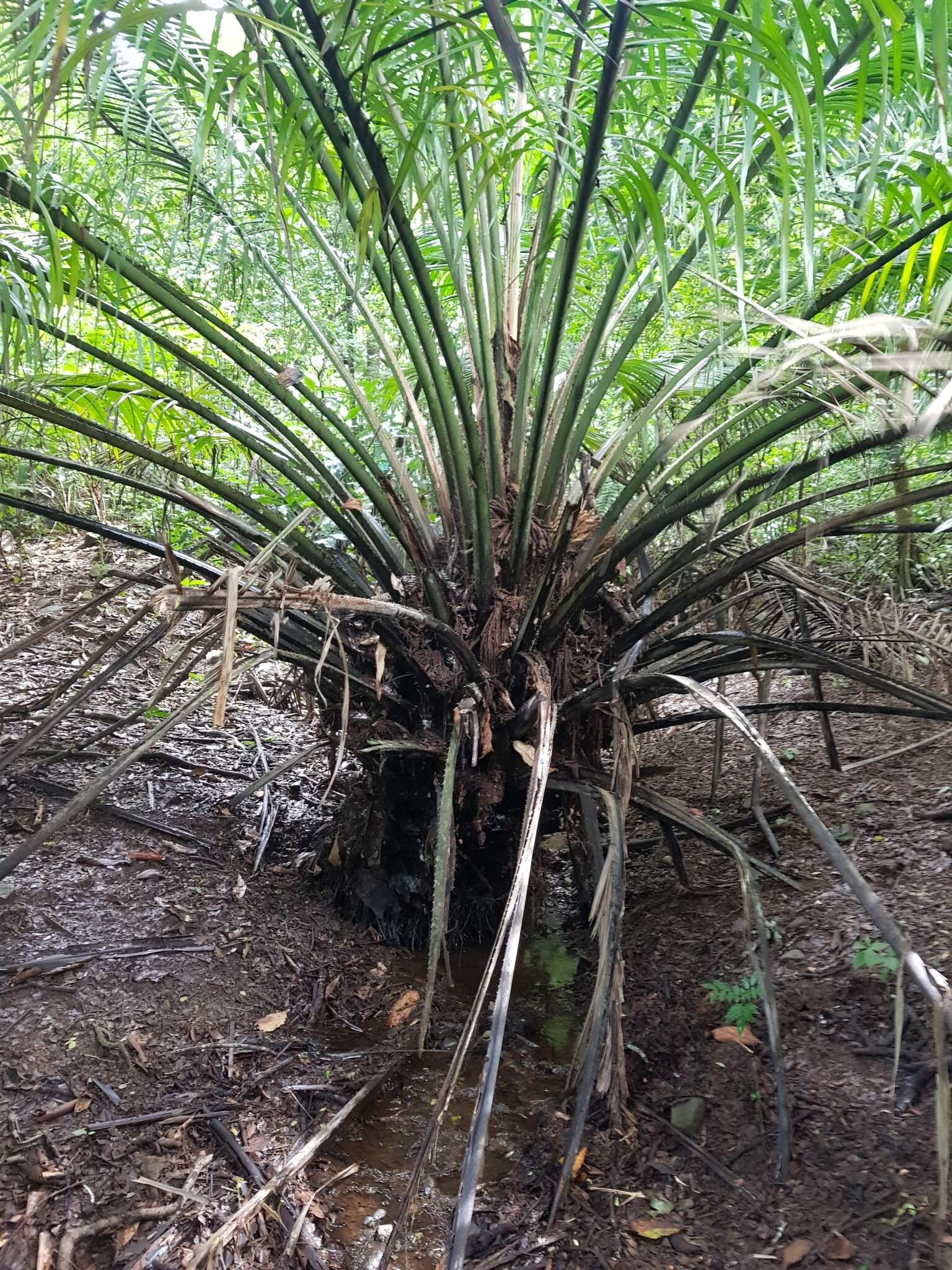 Image of American oil palm