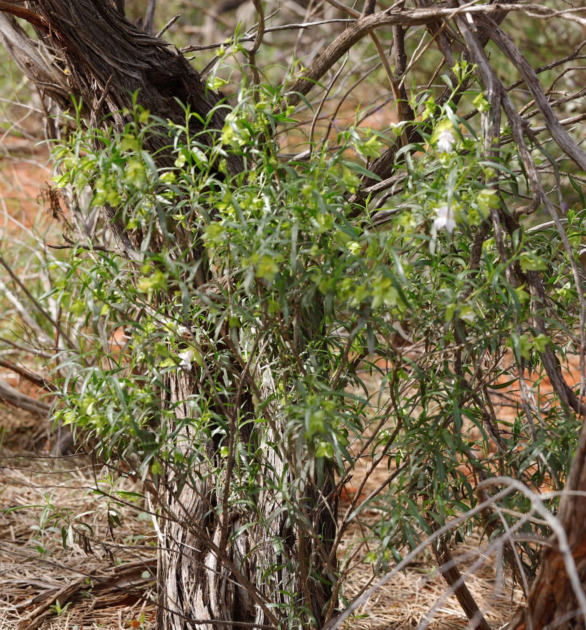 Image of Eremophila clarkei Oldfield & F. Muell.