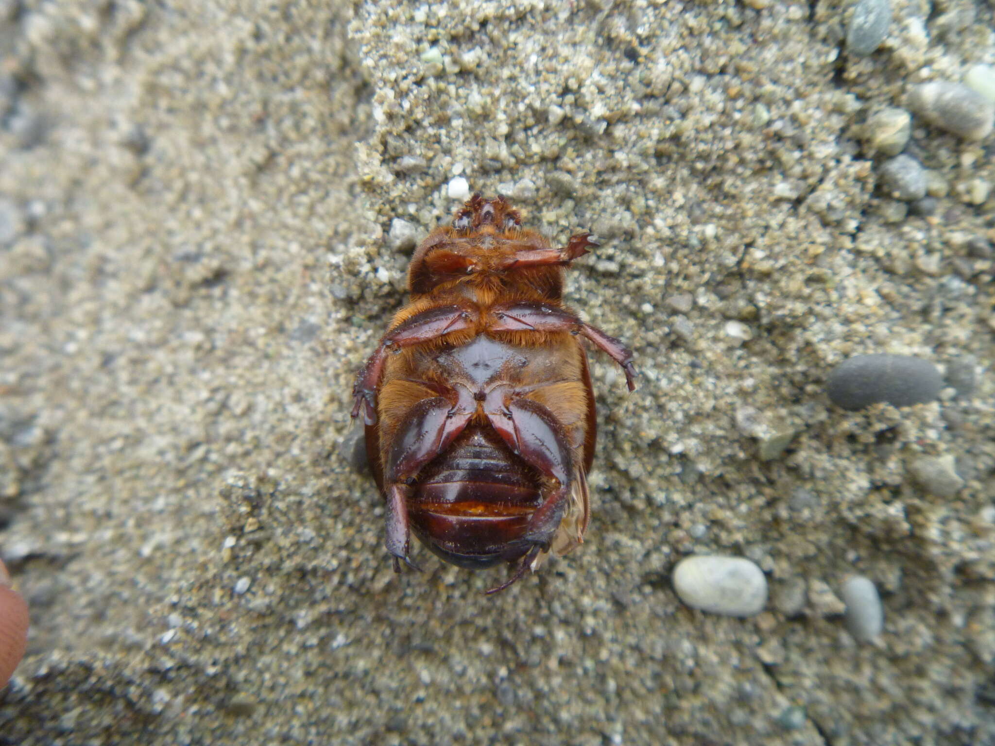 Image of Pericoptus punctatus (White 1846)