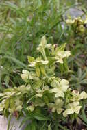 Image of Stinking Hellebore