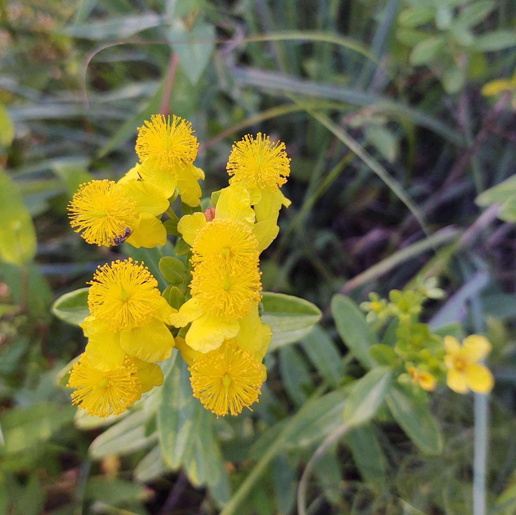 Sivun Hypericum swinkianum G. Wilh. & Rericha kuva