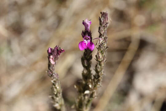 Image of Justicia adscendens R. Br.