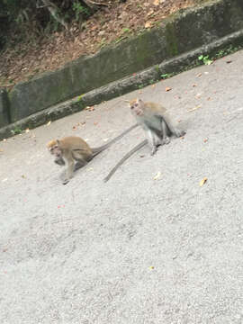 Image of Long-tailed Macaque