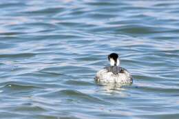 Podiceps occipitalis juninensis Berlepsch & Stolzmann 1894 resmi