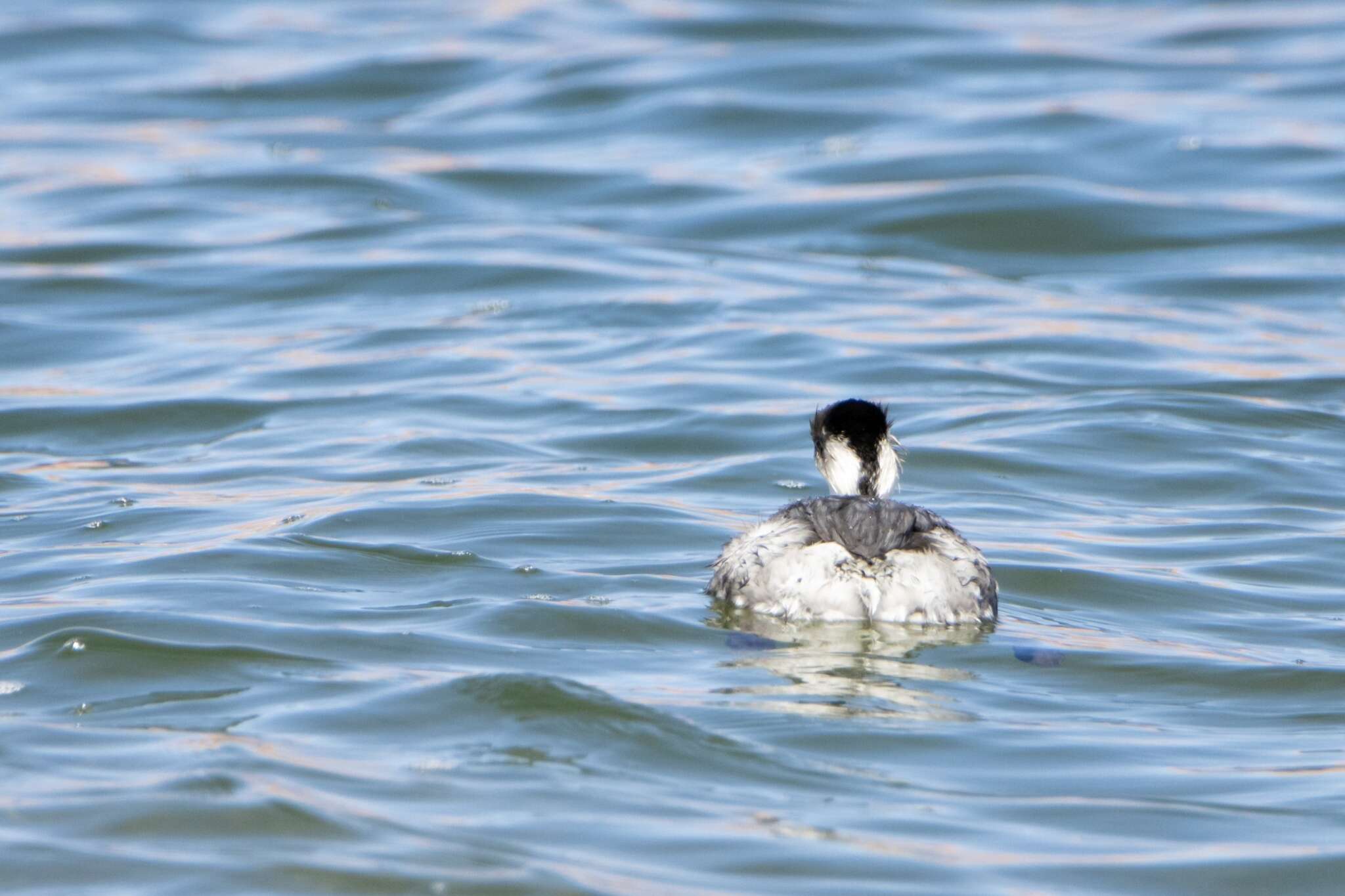 Podiceps occipitalis juninensis Berlepsch & Stolzmann 1894 resmi