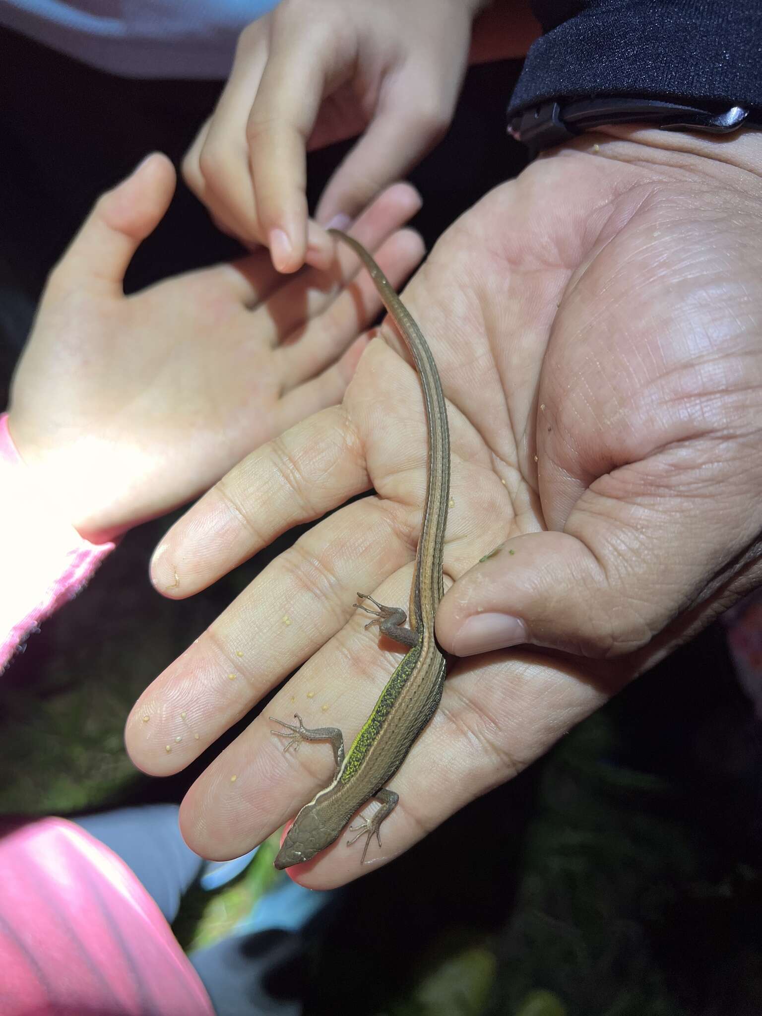 Image of Takydromus viridipunctatus Lue & Lin 2008