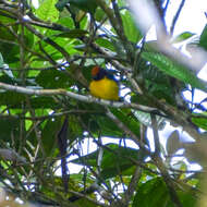 Image of Tawny-capped Euphonia