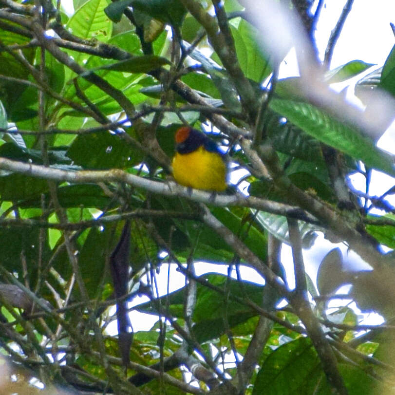 Image of Tawny-capped Euphonia