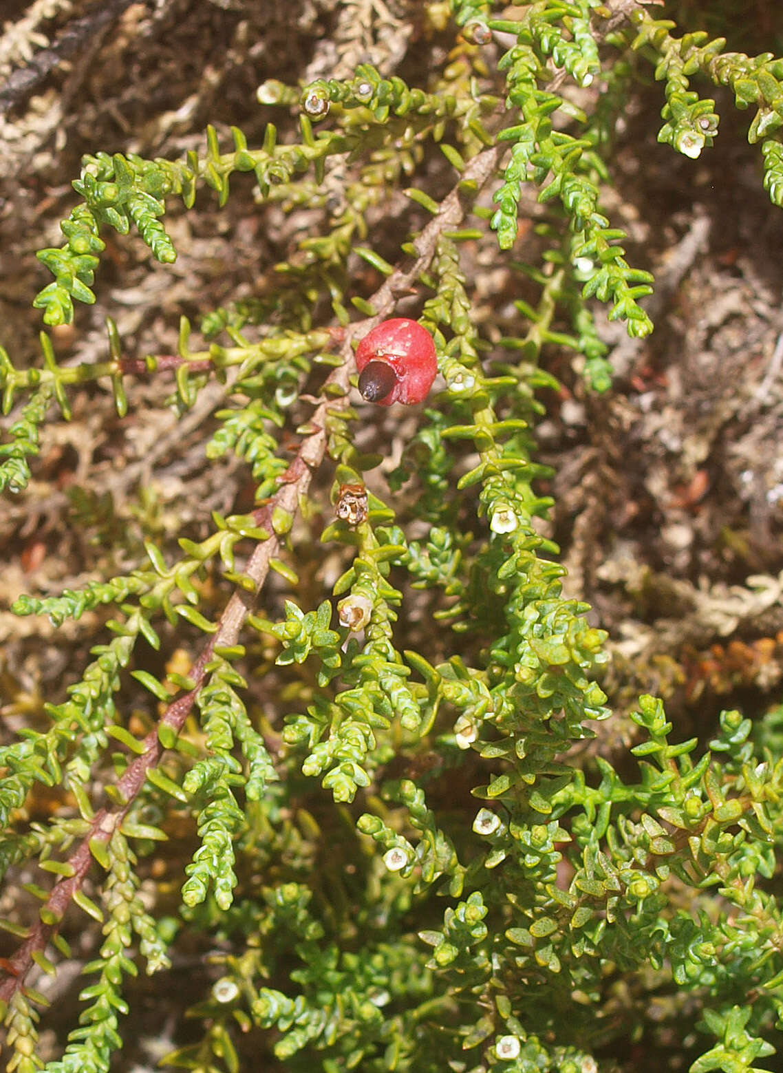 Imagem de Lepidothamnus laxifolius (Hook. fil.) Quinn