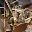 Image of <i>Euphorbia <i>trichadenia</i></i> var. trichadenia