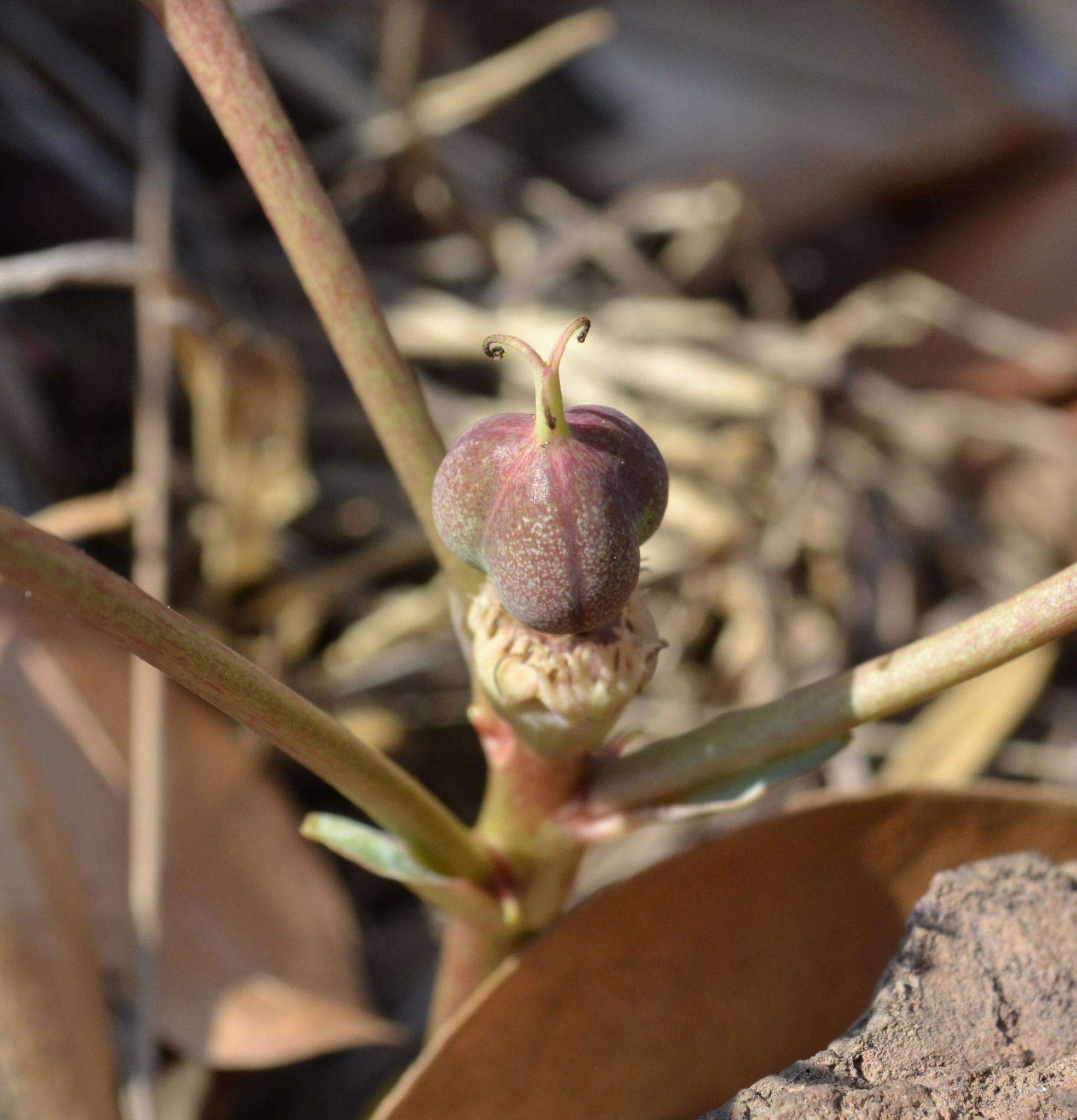 Image of <i>Euphorbia <i>trichadenia</i></i> var. trichadenia