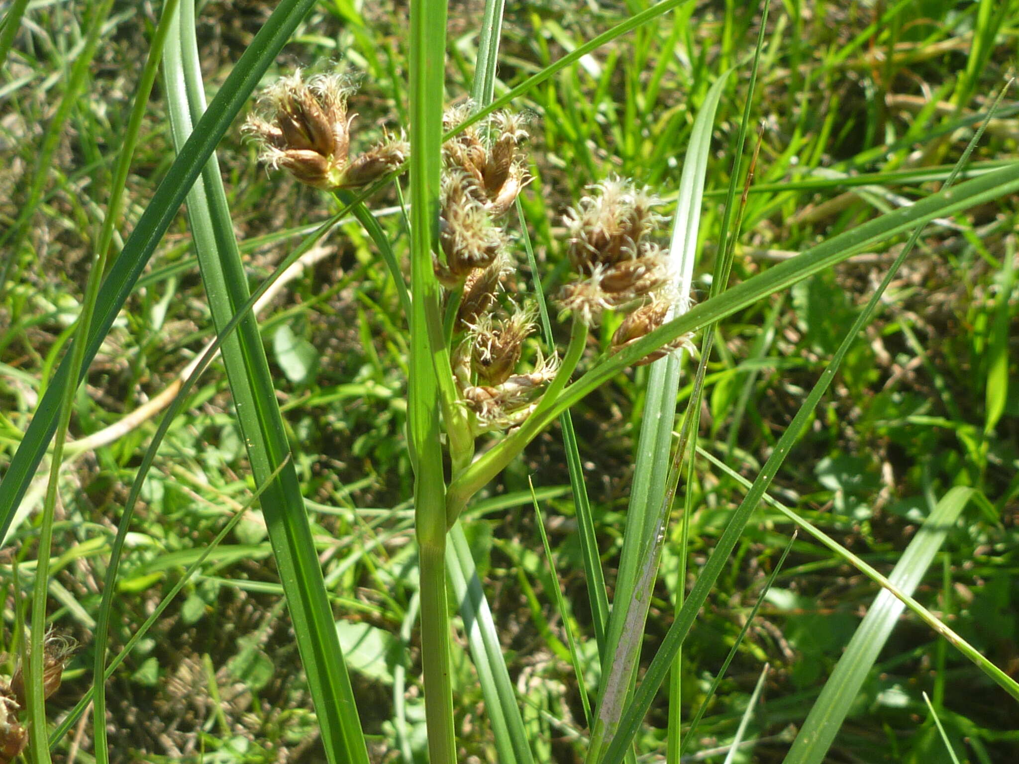 Imagem de Bolboschoenus laticarpus Marhold, Hroudová, Duchácek & Zákr.