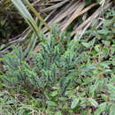 Image of Pimelea acra C. J. Burrows & de Lange