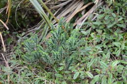 Image of Pimelea acra C. J. Burrows & de Lange