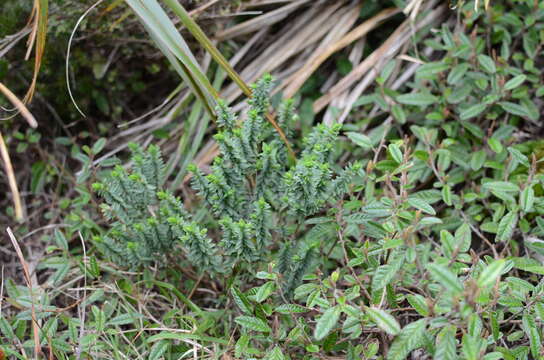 Image of Pimelea acra C. J. Burrows & de Lange