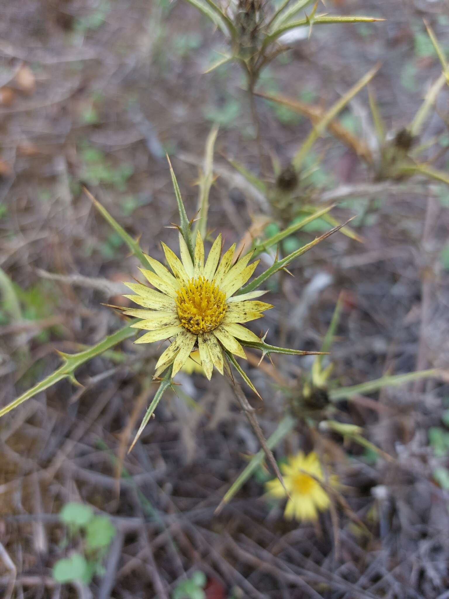 Image of Carlina racemosa L.