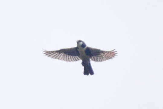 Image of Bornean Falconet