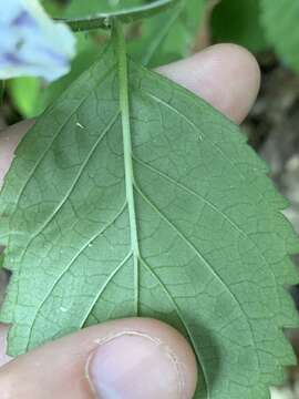 Image of falseteeth skullcap