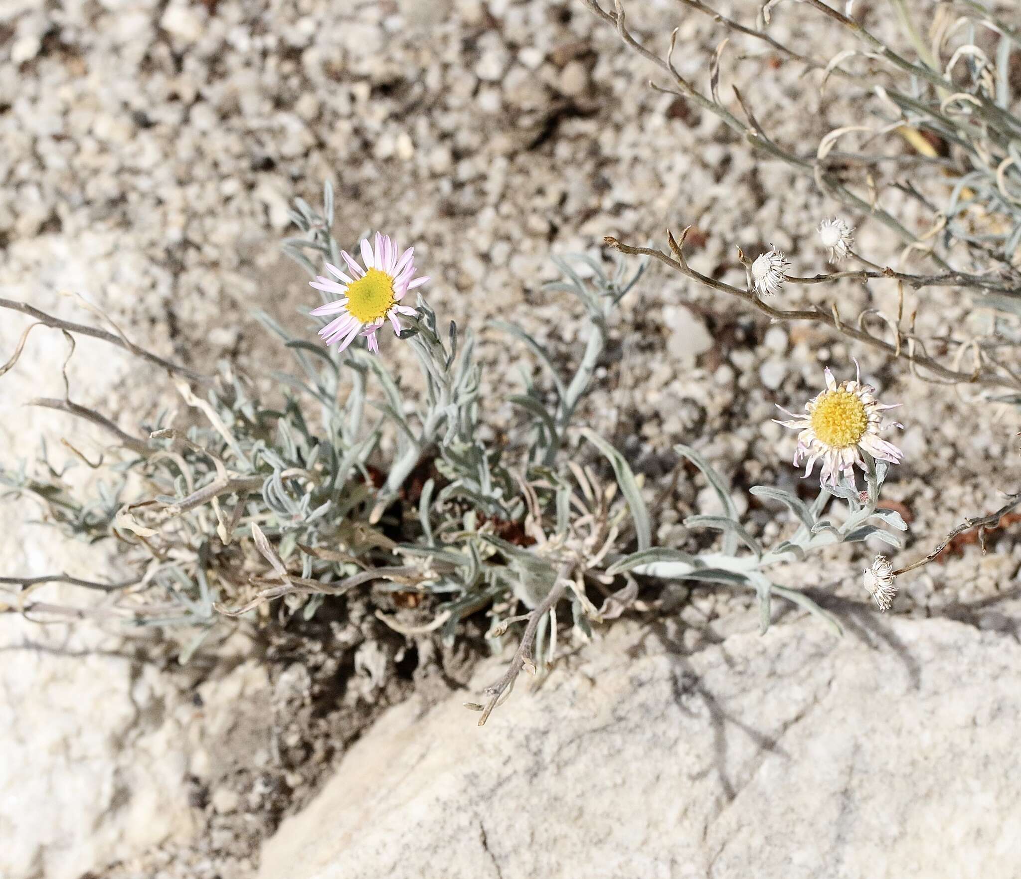 Erigeron parishii A. Gray resmi