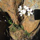 Image of Pelargonium barklyi S. Elliot