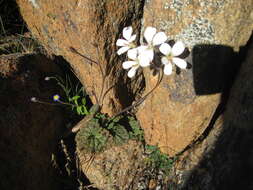 Image of Pelargonium barklyi S. Elliot