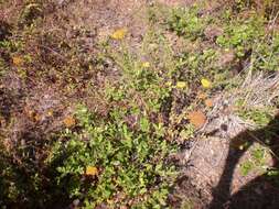 Слика од Achillea ageratum L.