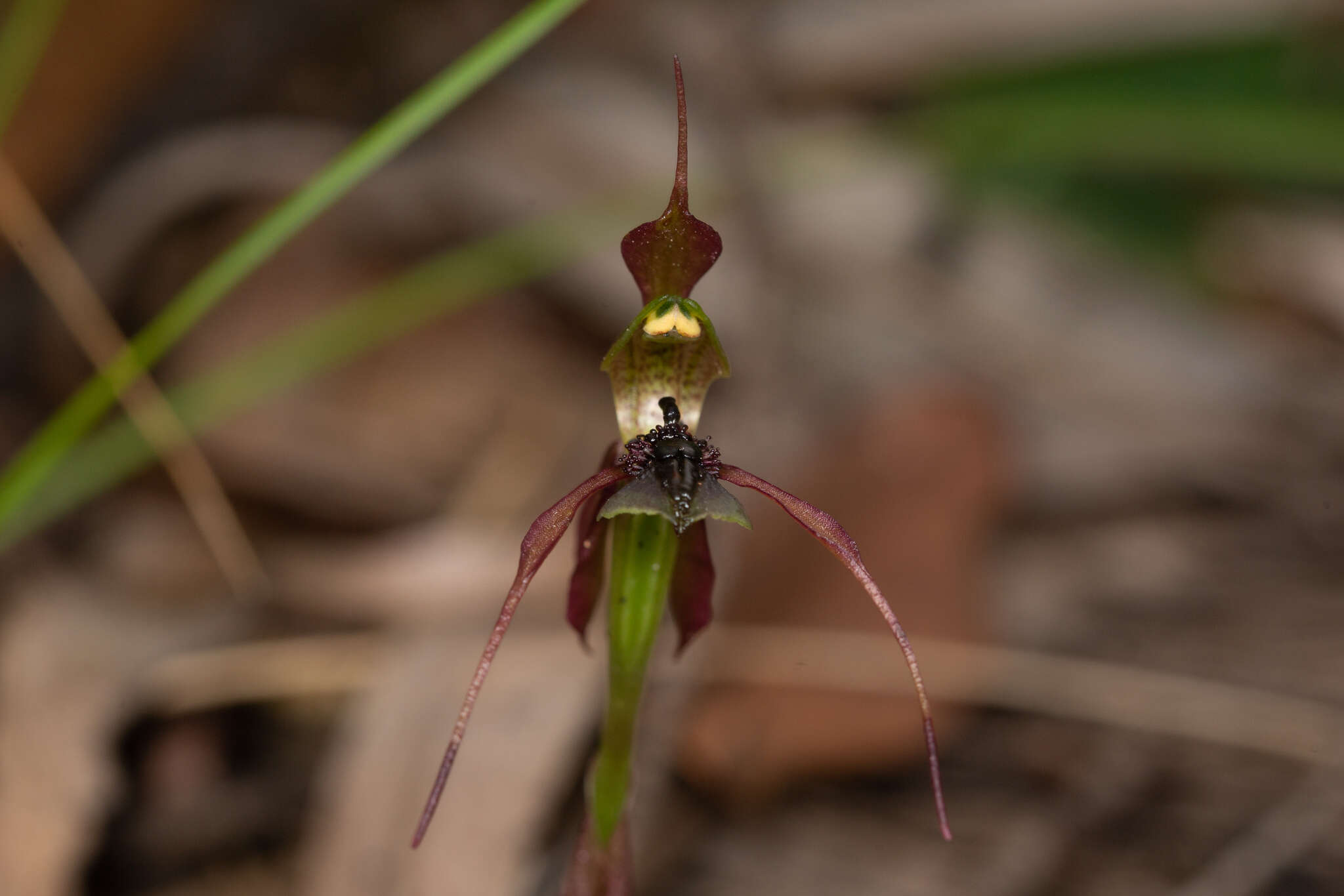 Image of Chiloglottis anaticeps D. L. Jones