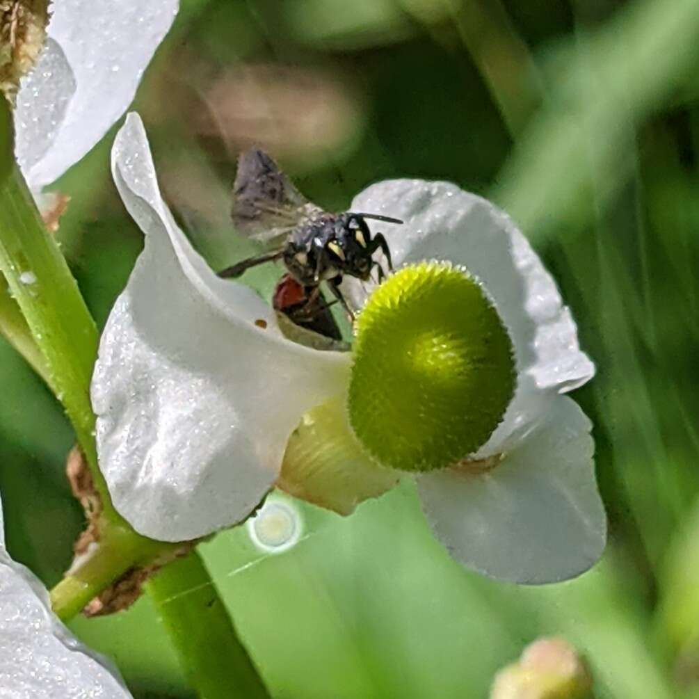 Imagem de Hylaeus nelumbonis (Robertson 1890)