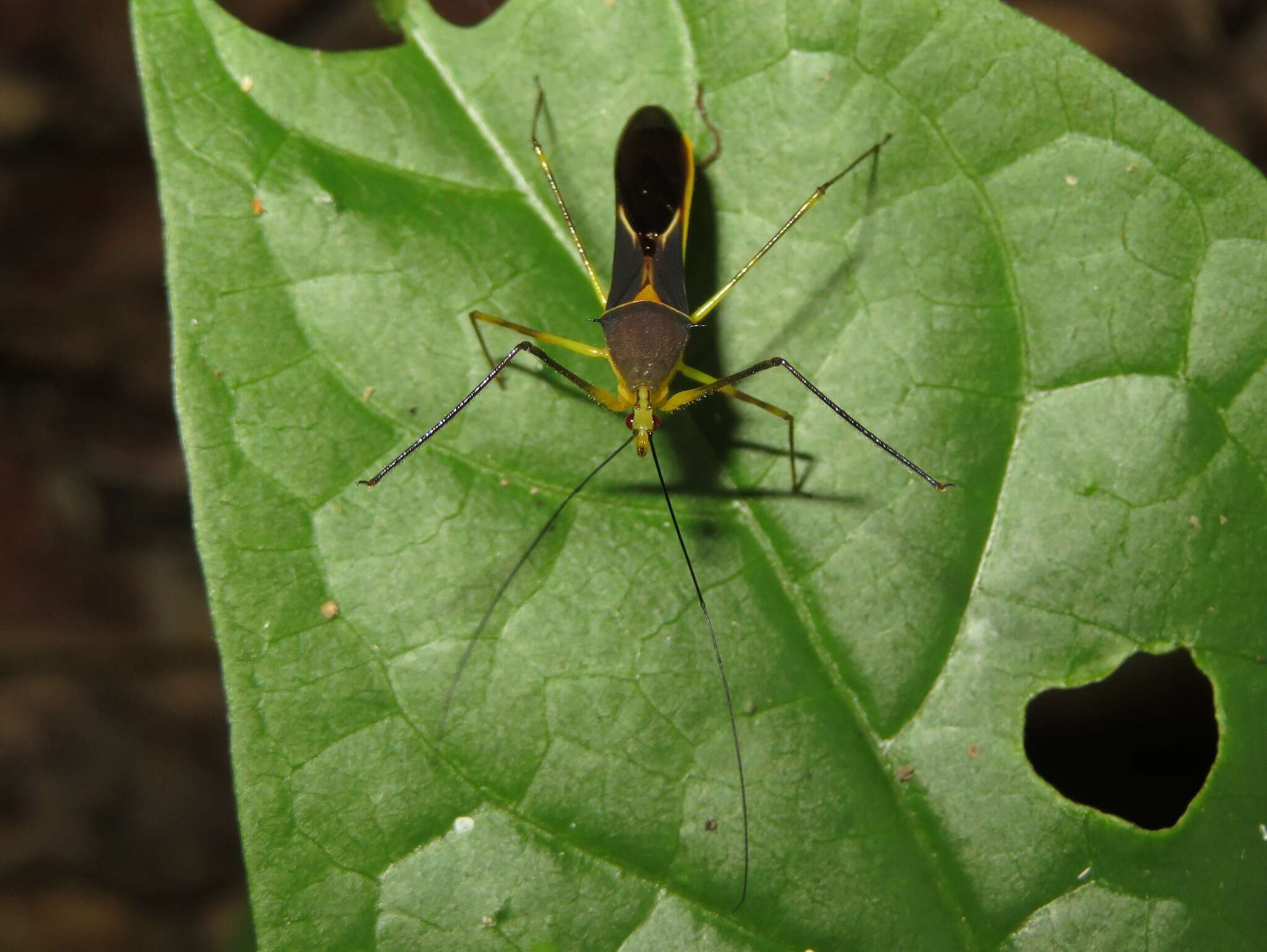 Image de Zelus cordazulus Zhang & Hart ex Zhang et al. 2016