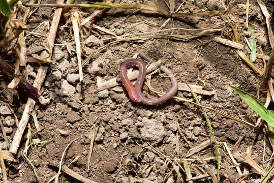 Image of Earthworm