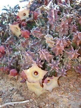 Image of Ceropegia herrei (A. C. White & B. Sloane) Bruyns