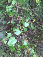 Image of heartleaf peppervine