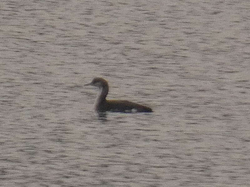 Image of Arctic Loon