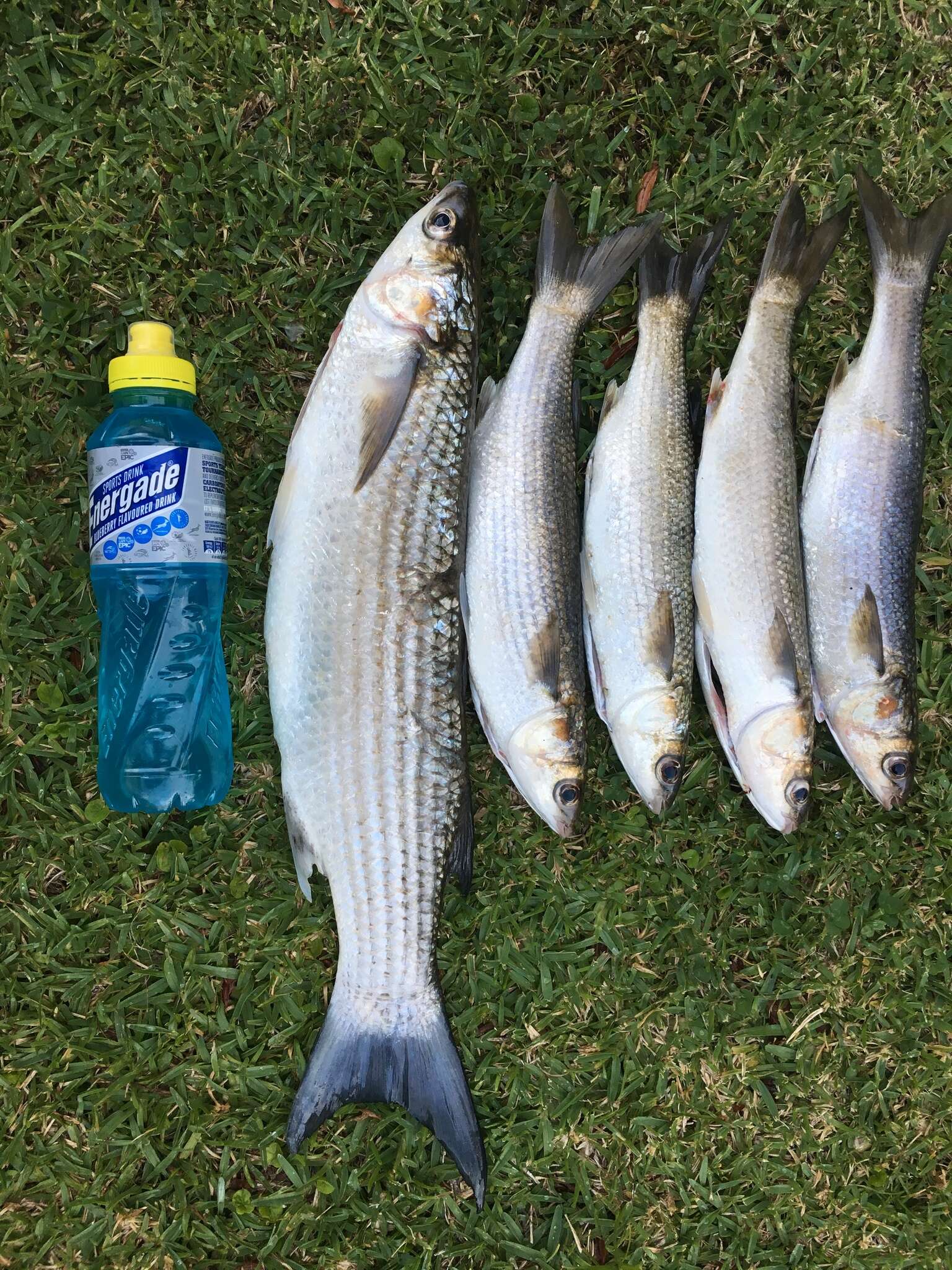 Image of Striped mullet