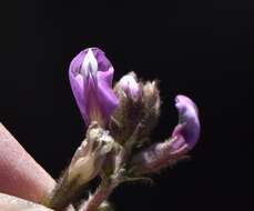 Image of Minthorn's milkvetch