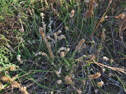 Image of Erica aspalathifolia Bolus