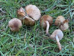 صورة Inocybe curvipes P. Karst. 1890