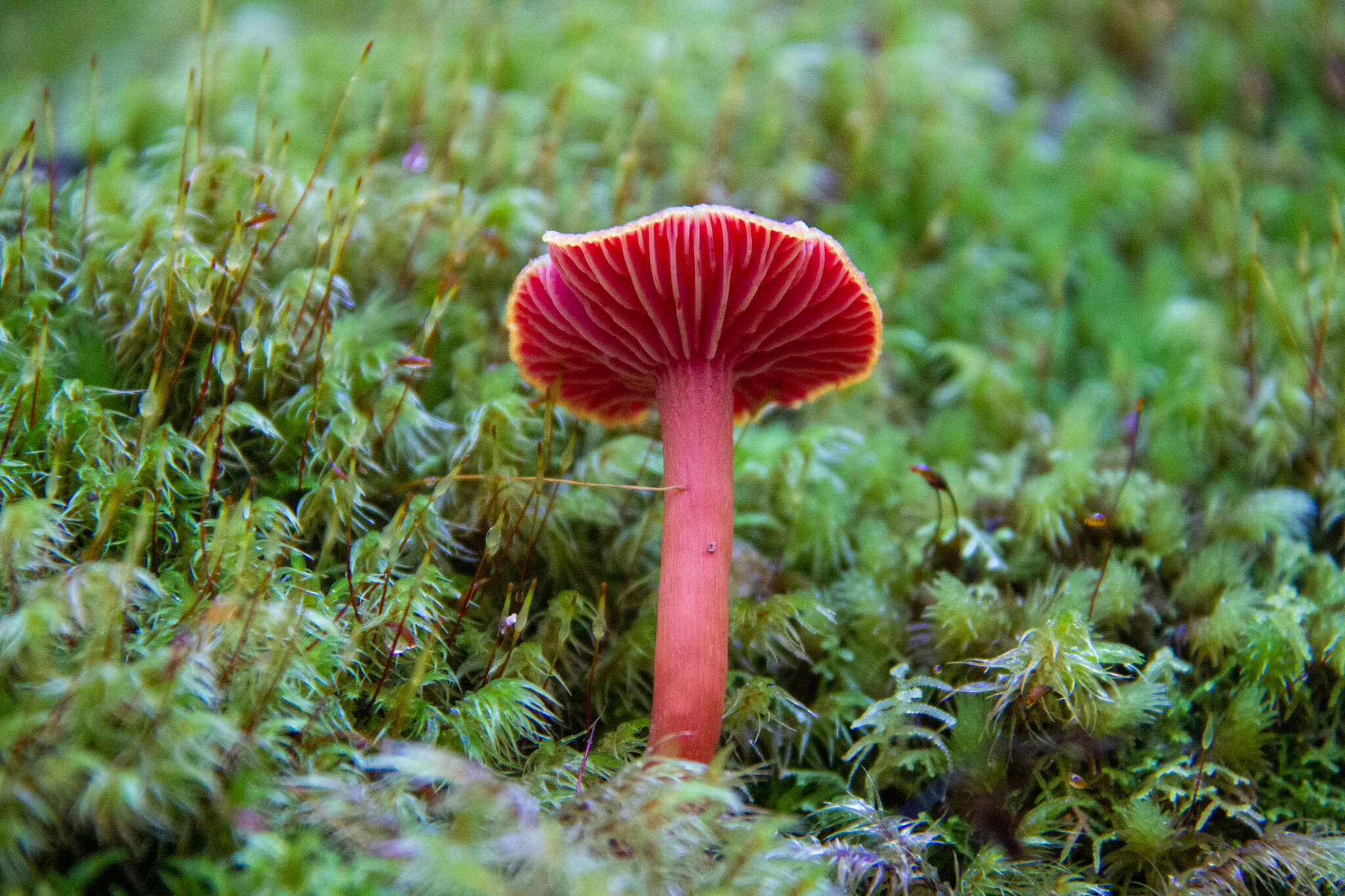 Слика од Hygrocybe rubrocarnosa (G. Stev.) E. Horak 1971