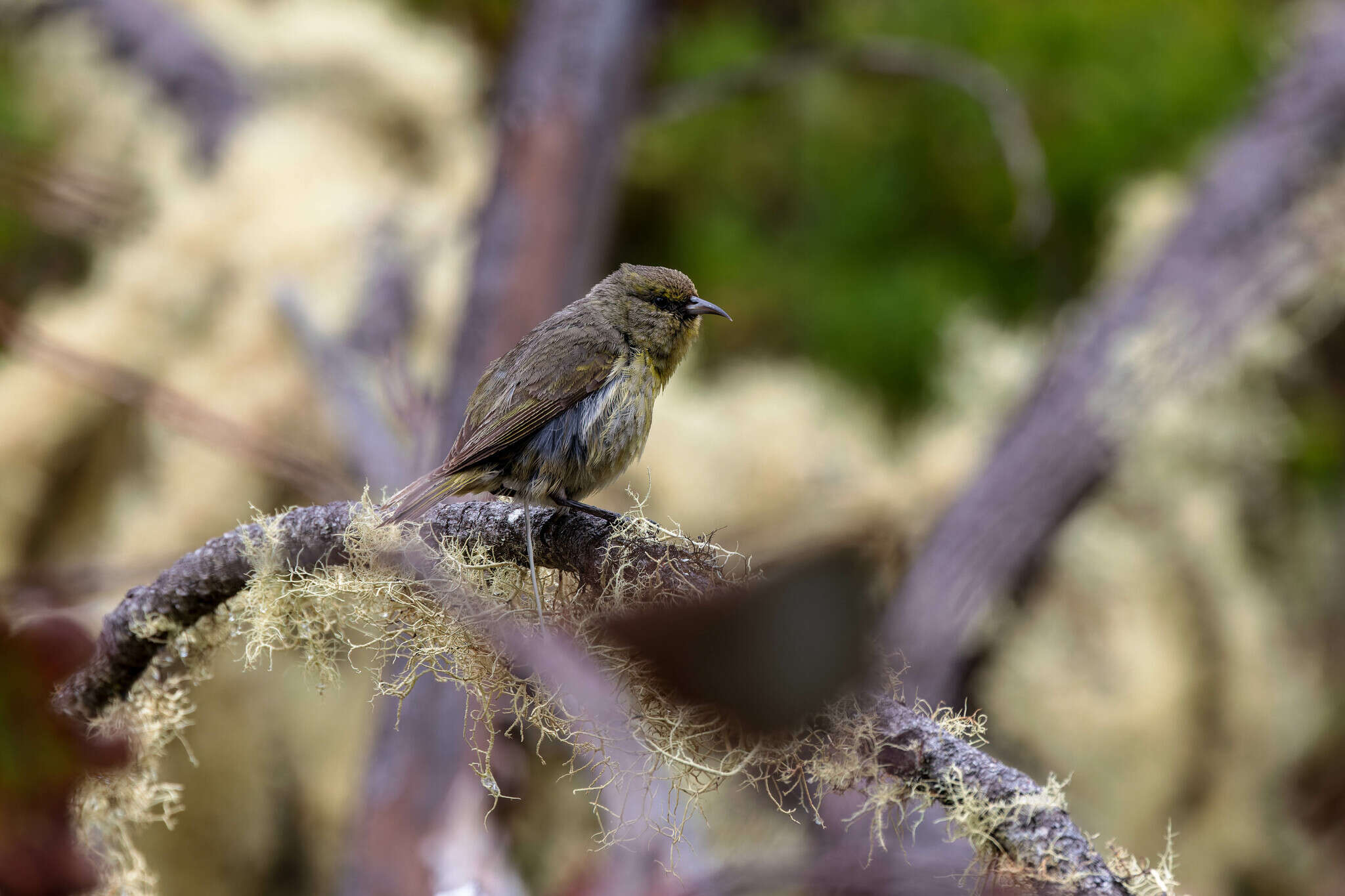 Chlorodrepanis virens wilsoni (Rothschild 1893)的圖片