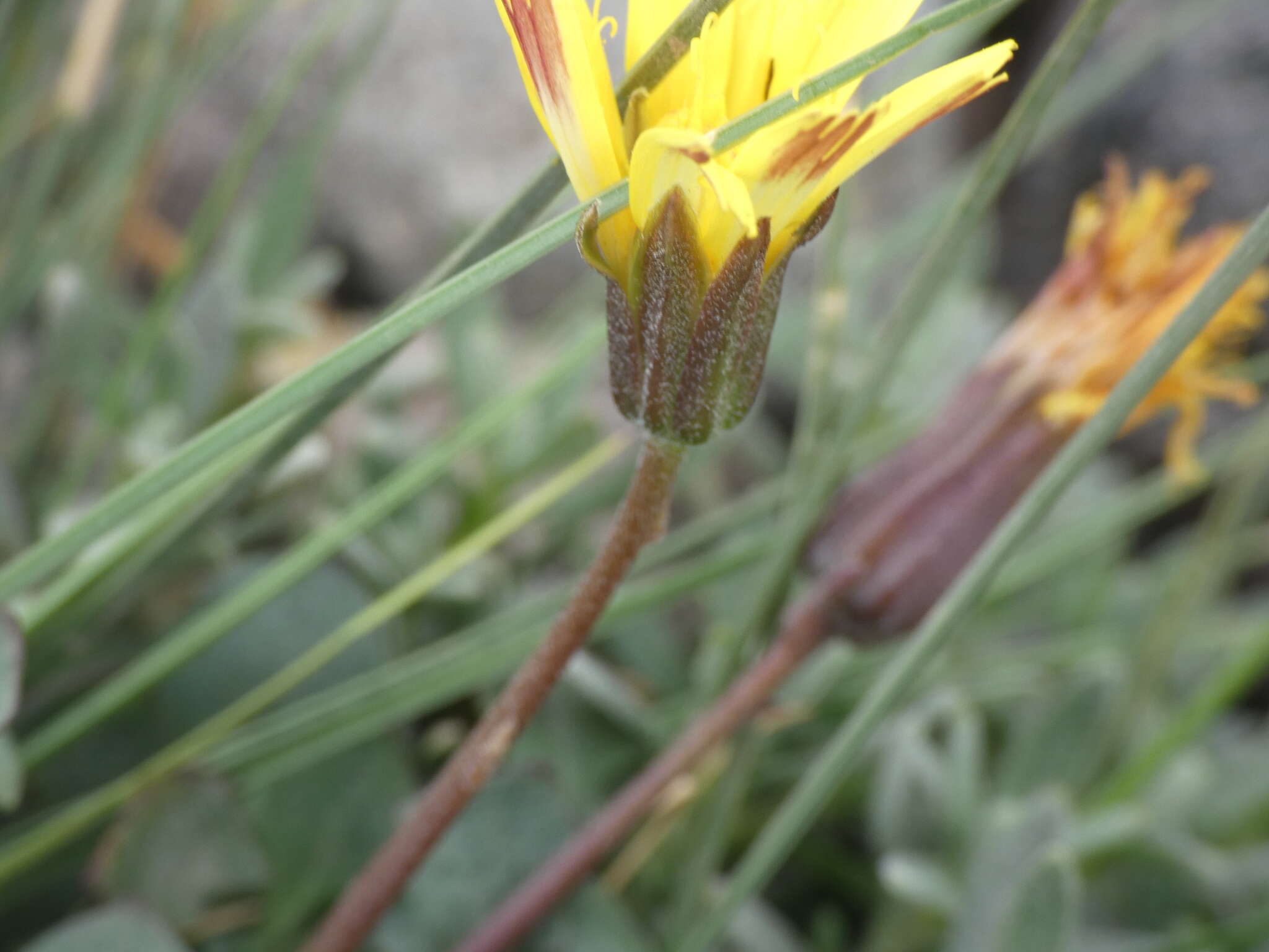 Image of Hypochaeris robertia (Sch. Bip.) Fiori